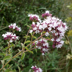 Wildflower Wild Marjoram